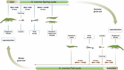 Protandric Transcriptomes to Uncover Parts of the Crustacean Sex-Differentiation Puzzle